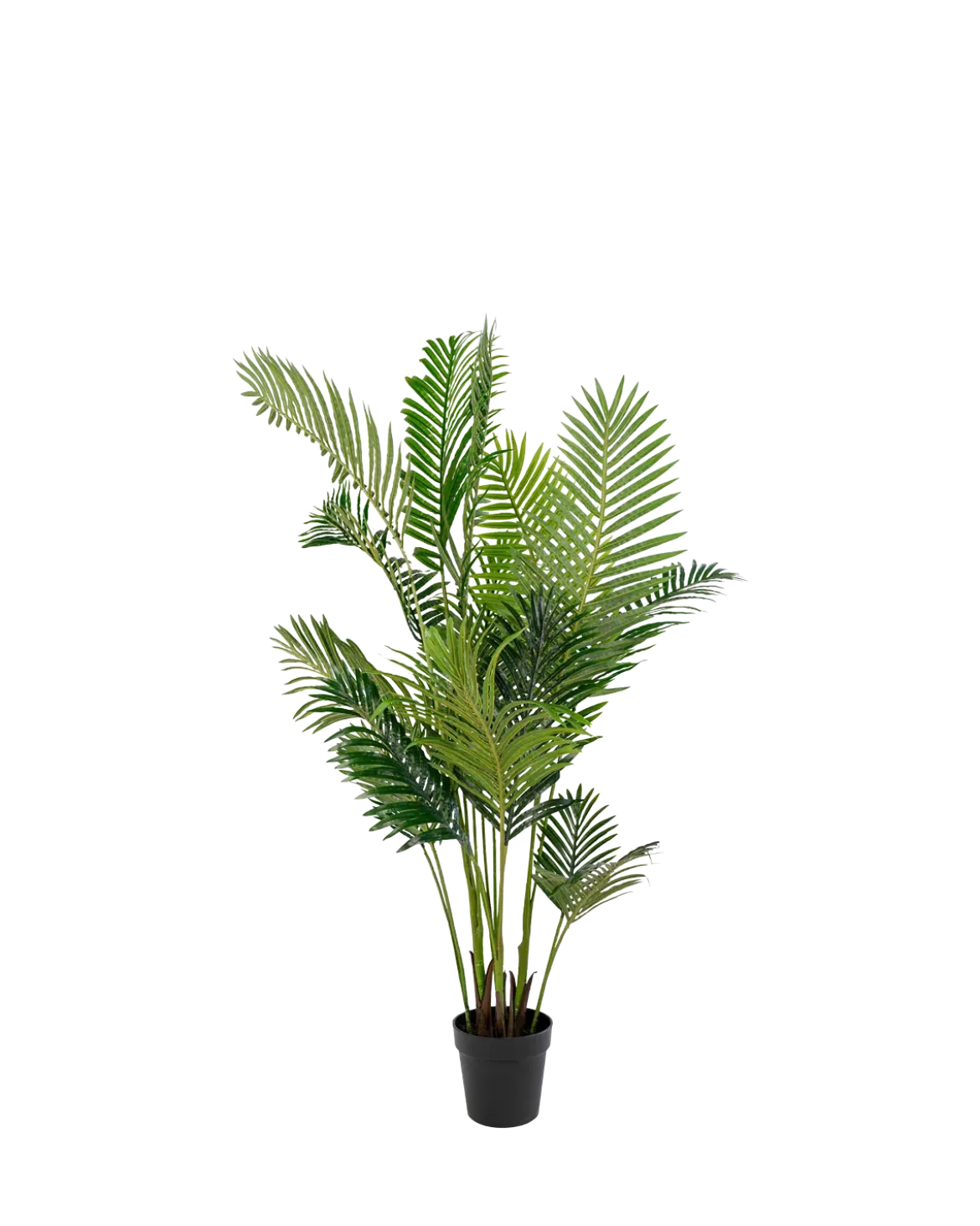 Areca Palme