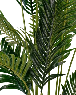 Areca Palme