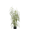 Græs Plante
