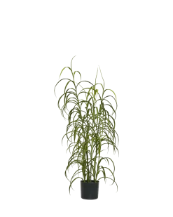 Græs Plante