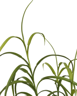 Græs Plante