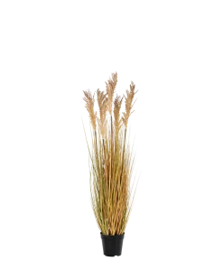 Sorghum Grass